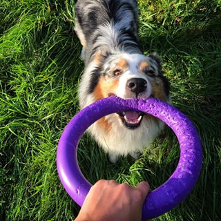 Dog puller